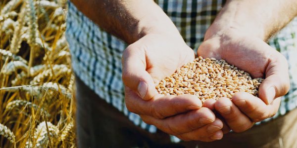 Préstamos con aval SAECA de BBVA, financiación para el sector agrario sin hipoteca